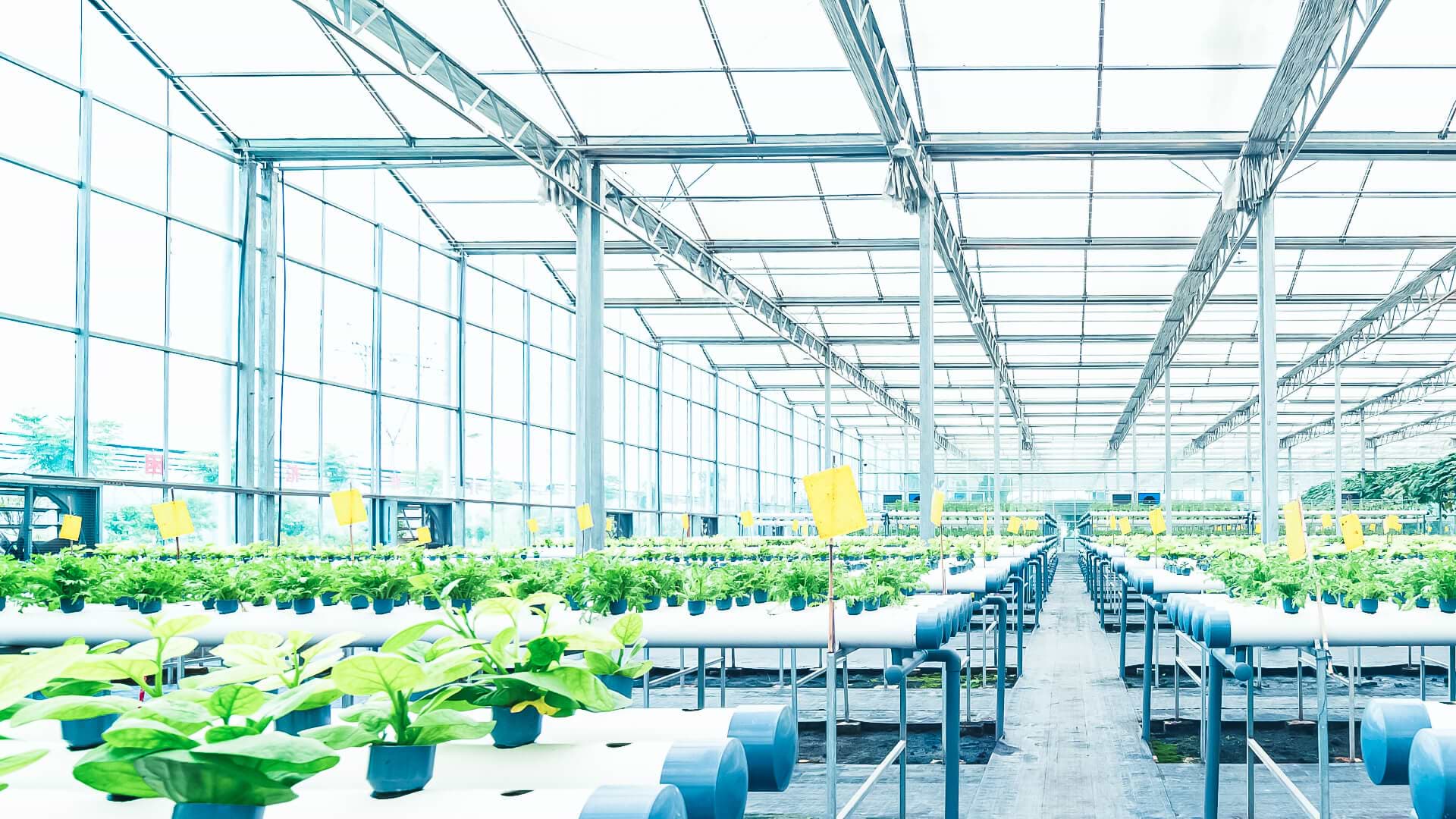 Plant Nursery in a Large Greenhouse