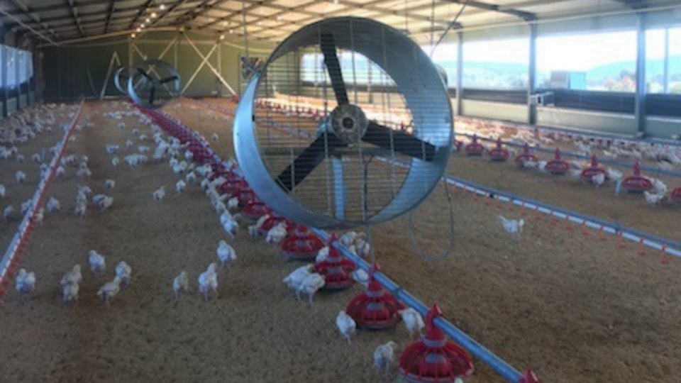 chicken poulty cooling solution